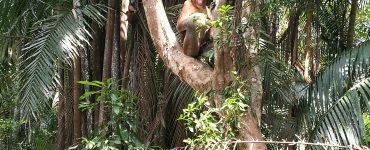 Malaizija. Borneo salos laukinė gamta