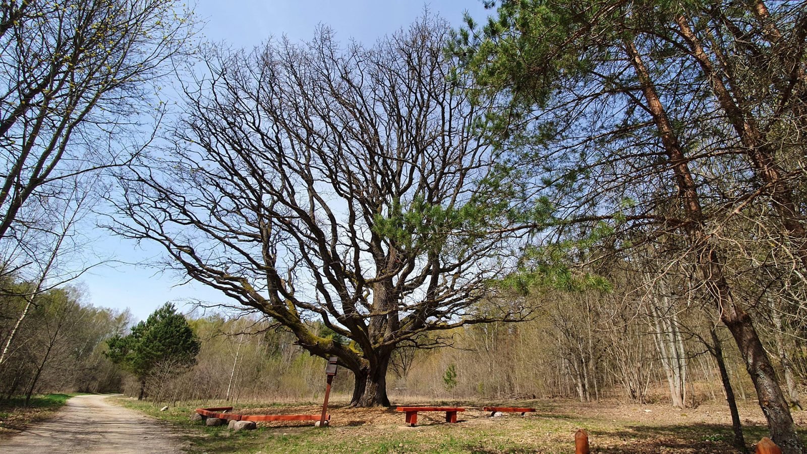 Dieveniškės. Stakų ąžuolas